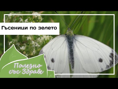 Видео: Ползите от зелето