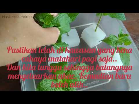 Cara | Tanam Pudina Menggunakan Keratan Batang 