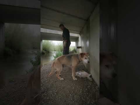 He Found an Old Dog Sleeping Under a Bridge… Then Built Him a Home 🐶❤️