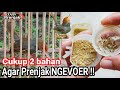 Tips Melatih Prenjak Kepala Merah / Prenjak Tamu Makan Voer