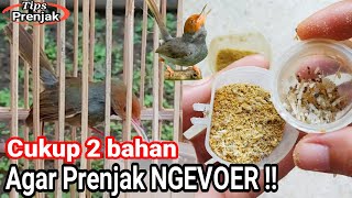 Tips Melatih Prenjak Kepala Merah / Prenjak Tamu Makan Voer