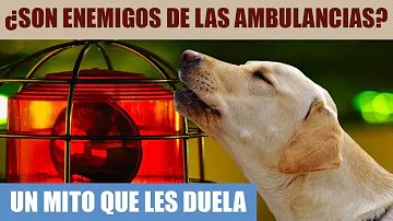 ¿Qué piensan los perros cuando oyen sirenas?