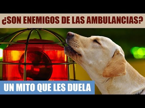 Video: Cómo detener a un perro de aullar a las sirenas