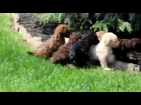 Toy Poodle, Puppies, Dogs, For Sale, In Norfolk, County, Virginia, VA, 19Breeders, Richmond ...