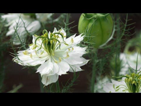 Video: Nigella örtbruk: Lär dig hur du använder nigellaväxter i örtagården