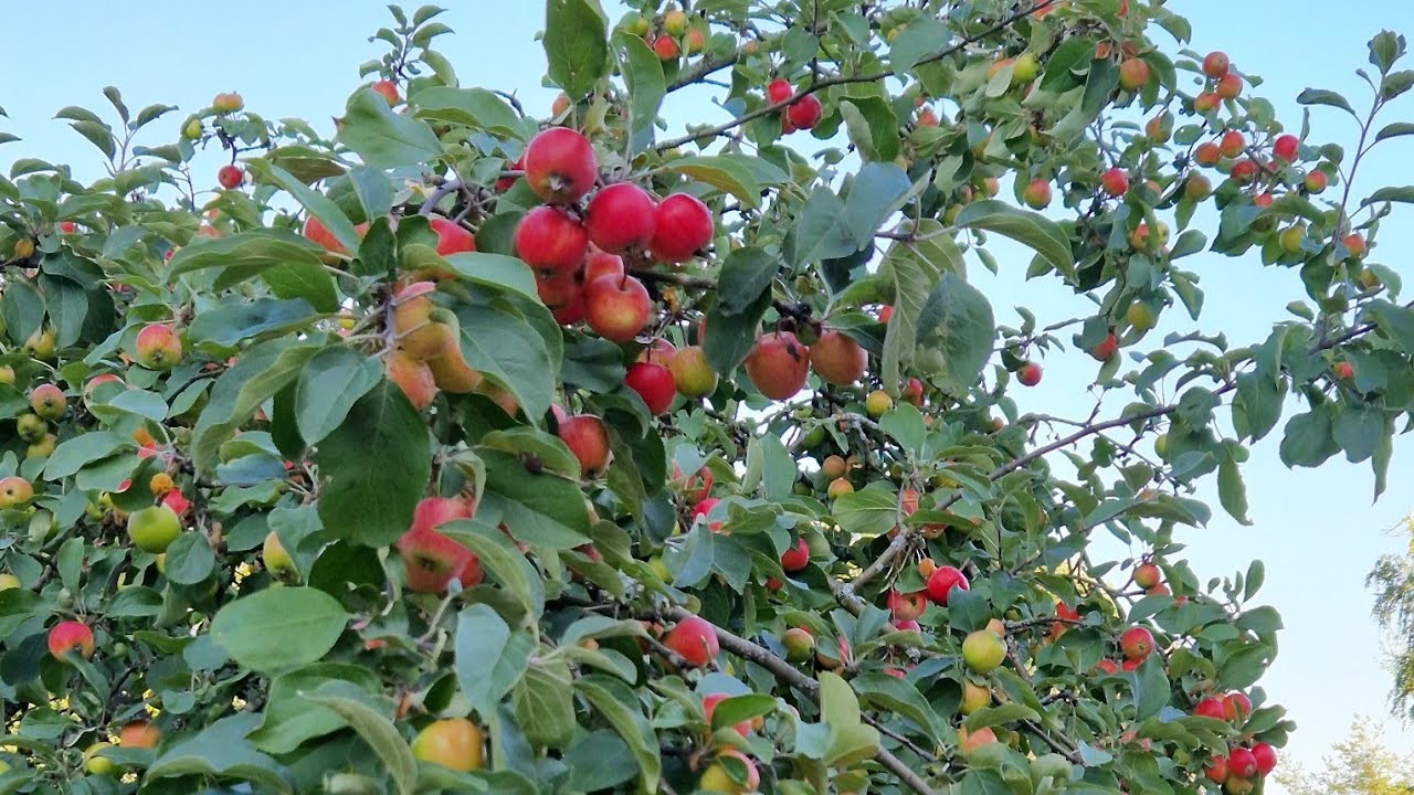 Apple everywhere but nobody wanna eat.