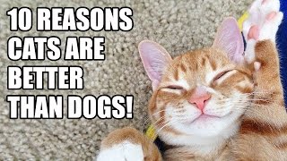 10 Reasons Why Cats are better than Dogs!