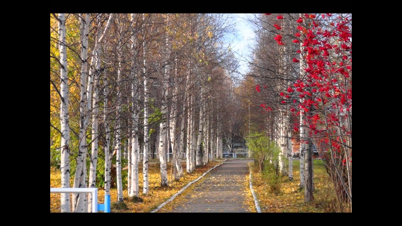 В парке 40 берез количество каштанов. Берёзовая роща парк Новосибирск. Березовая роща Северодвинск. Рябиновый сквер Березники. Рябиновая аллея Мурманск.