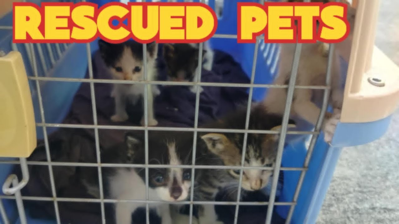 Rescued pets