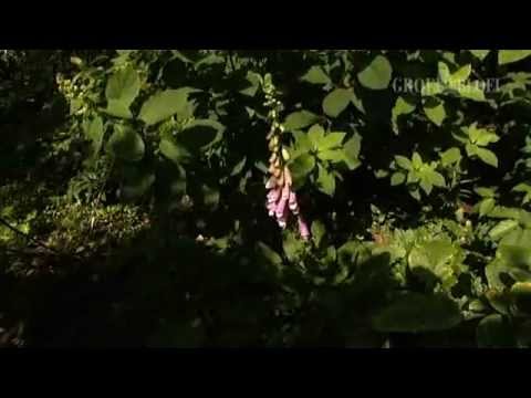 Video: Vingerhoedskruid (Digitalis)