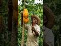 papaya harvesting #viral