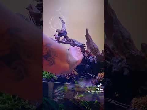 Video Tân trang lần 2 cho em bể bán cạn 2 năm tủi của tui |... - youtube