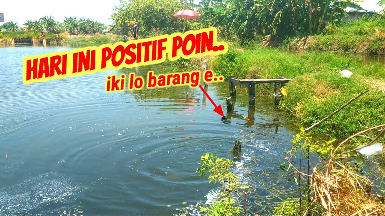 PAK DE RESAH DISINI BANYAK STRIKE POSITIF//MANCING TAMBAK OSSO SIDOARJO SAWERAN 25 RB