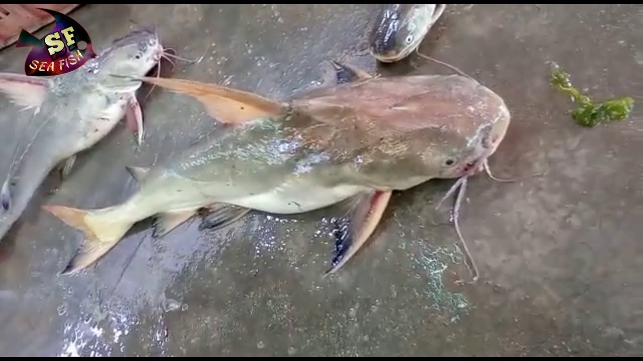 cat fish | jinda kakchi(khagi) sea fish Full HD Video 1080p