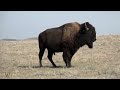 Buffalo Ranchers in Stoneville, South Dakota