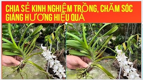 Cách Trồng Và Chăm Sóc Lan Giáng Hương Đuôi Cáo Nhanh Hồi Phục-LAN RỪNG LÂM ĐỒNG