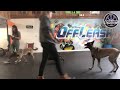 7 month old Labrador Sofie!| Best dog trainers VA| E-collar training| Off leash obedience 7 month old Labrador Sofie!| Best dog trainers VA| E-collar training| Off leash obedience