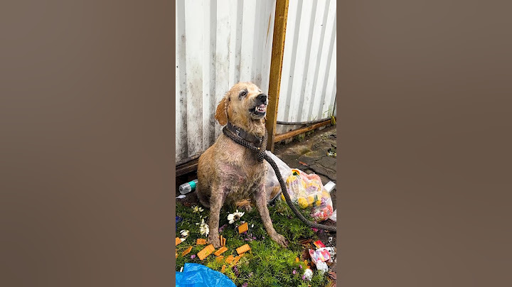 An Abandoned Dog with a Broken Soul