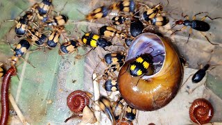 Great Time To Explore The Insects And Bug Beetles At Night Nature Time | Insects | Sann Pisetha