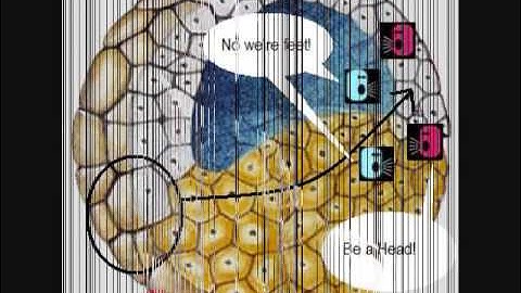 Developmental Biology: An experimental approach to cell fate specification. - 9th grade