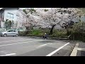 I read book on Park Under Sakura Tree
