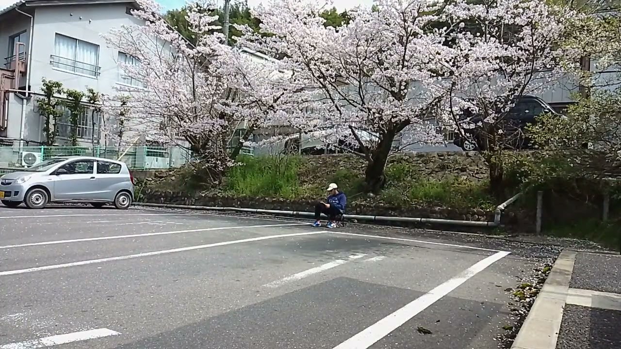 I read book on Park Under Sakura Tree