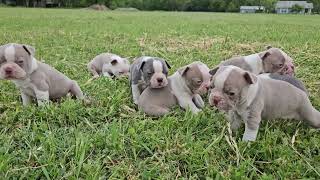 Blackburn Boston Terriers