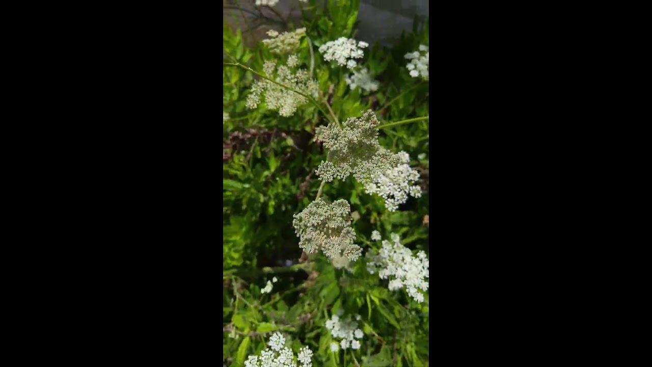 רוש עקוד Conium maculatum