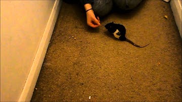 Target Training My Rat