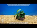 Aquaplantsonline  how to wortelstokplant behandelingrhizome plant treatment nlen