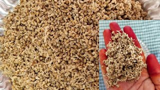 DIY//How to grow  Pearl millet sprouts easily