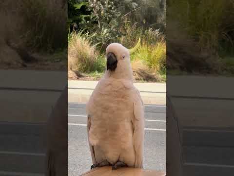 Cute Cockatoo is saying hello #australia #birds #cockatoo
