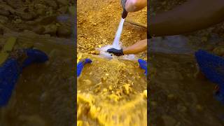 Viral,, penambang panen emas, gold prospector, looking for gold