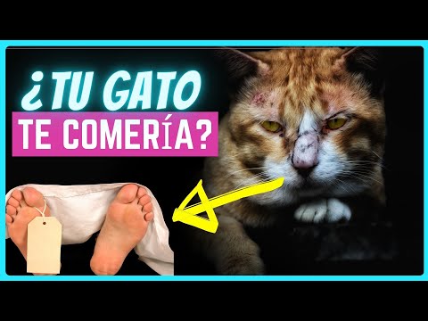 Video: El gato pierde su trabajo en la biblioteca pero luego sucedió lo increíble