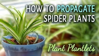 Propagating spider plants is very easy. you only need some plantlets
(spider plant babies, spiderettes) and soil.choose that are bigger
have so...