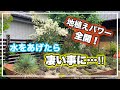 オージーガーデンに水をあげたら、凄い事になりました!【オージープランツ】