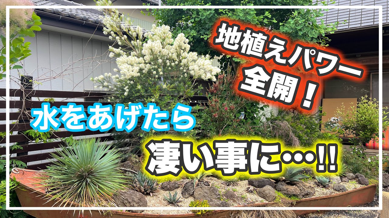 屋外の塊根多肉植物棚をアップデート！高コスパのスチールラック