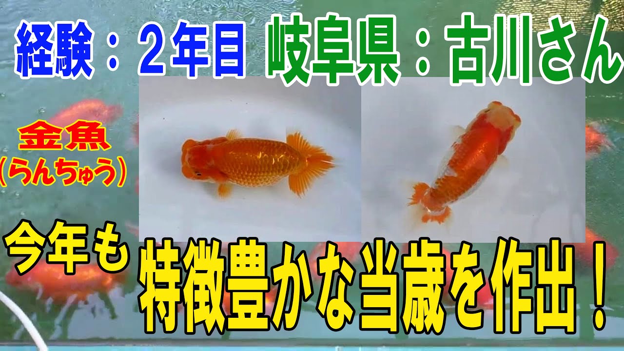 Ranchu (#Goldfish) Breeder's Record No. 232: Second year of