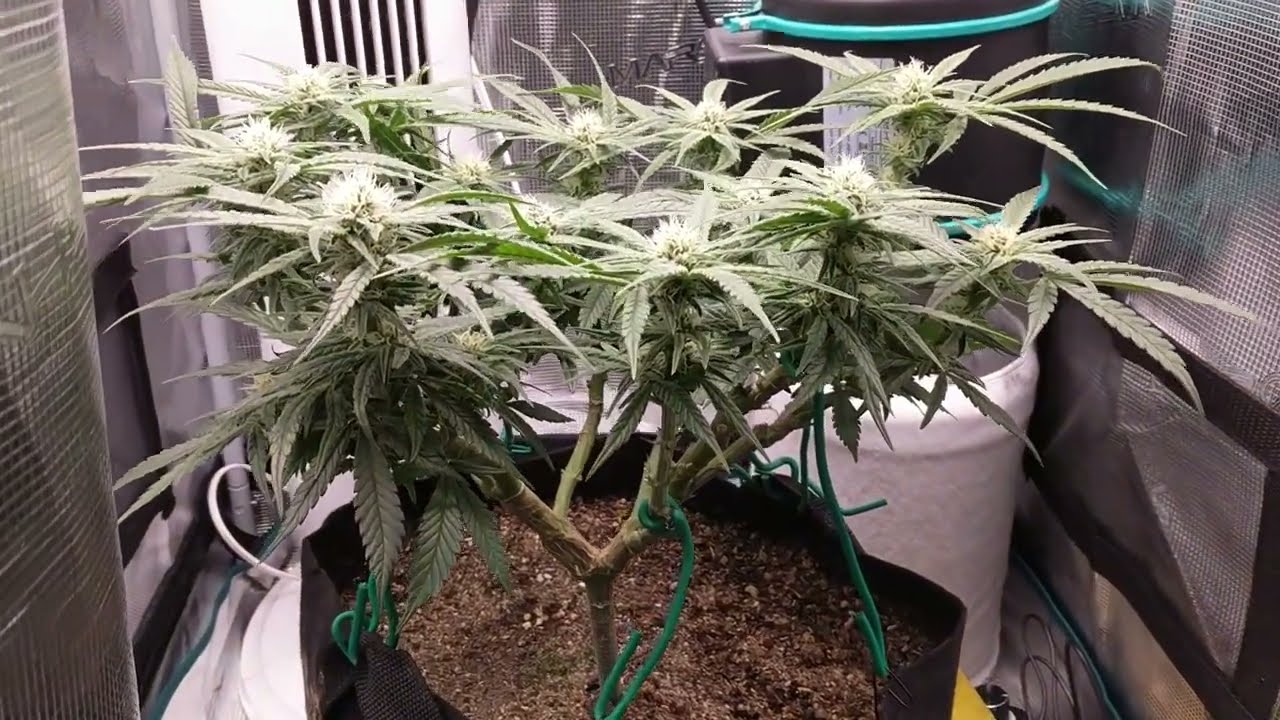 2x2 Tent (06/06/22) Blueberry Day 31 of Flower