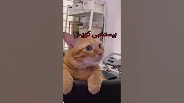 مياوو بيلعب غميضه وبيعرف بيستخبى ماعدا ودانه قطط مضحكة حيوانات اليفه مقاطع مضحكة 