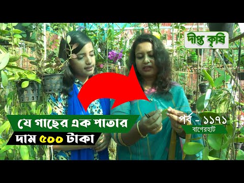 Deepto Krishi/দীপ্ত কৃষি- যে গাছের এক পাতার দাম ৫০০ টাকা | বাগেরহাট | 1171