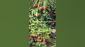 Đặc sản vải thiều lục ngạn Bắc Giang