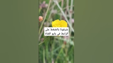 القرآن الكريم بصوت جميل #لايك #quran #ناصر_القطامي #mbc #تفاعل #خالد_الجليل #تلاوات