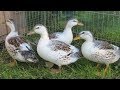 Silver Appleyard Ducks | Bountiful Meat And Eggs