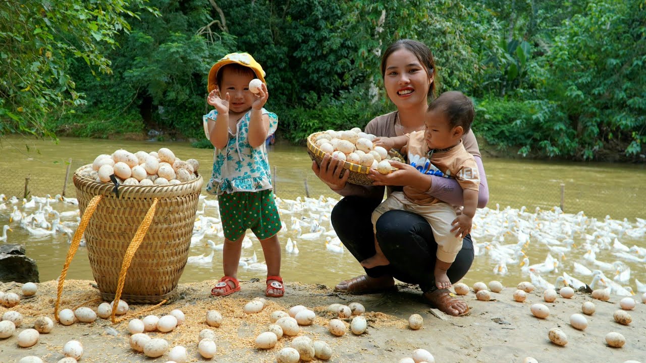 Harvest giant duck eggs to sell at the market - boil eggs and eat with ...