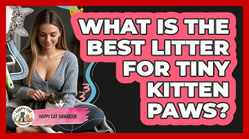 What Is The Best Litter For Tiny Kitten Paws? - Happy Cat Handbook