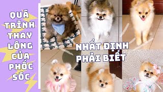 Giai đoạn thay lông của chó phốc sóc và những điều cần biết | Bánh Bò Pomeranian Vlog #12