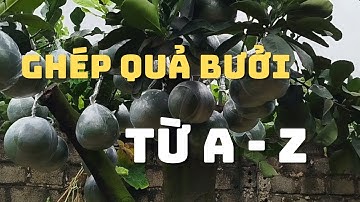 KỸ THUẬT GHÉP QUẢ BƯỞI CẢNH, BƯỞI TẾT CHI TIẾT NHẤT