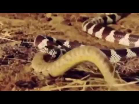 The Most Amazing Wild Animal Attacks Snakes King Cobra Python
