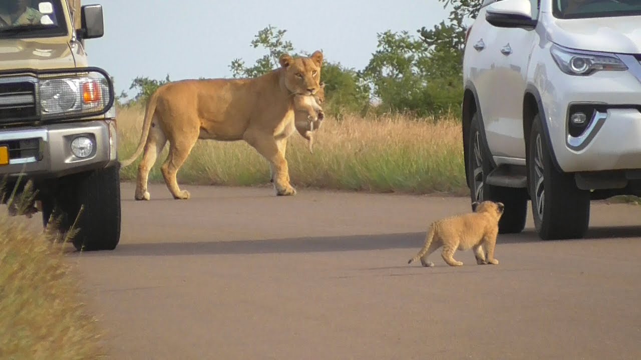 Kruger National Park Wilderness Trails: The Complete Guide